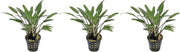 Levende aquariumplant Cryptocoryne Nevelii 5 cm pot per 3 stuks