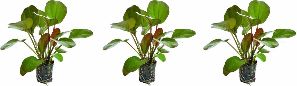 Levende aquariumplant Echinodorus rubra 5 cm pot per 3 stuks