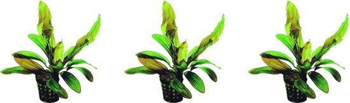 Levende aquariumplant - Echinodorus Rubin 5 cm pot - per 3 stuks