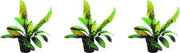 Levende aquariumplant - Echinodorus Rubin 5 cm pot - per 3 stuks