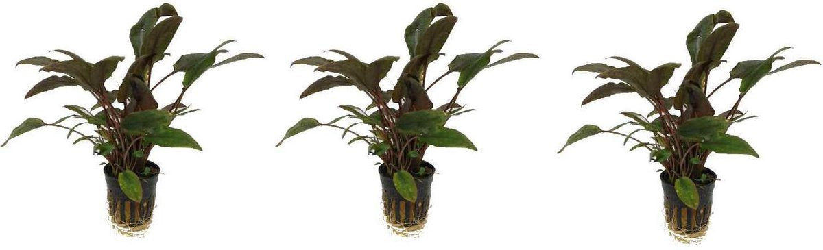 Levende aquariumplant Cryptocoryne wendtii bruin 5 cm pot per 3 stuks