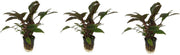 Levende aquariumplant Cryptocoryne wendtii bruin 5 cm pot per 3 stuks