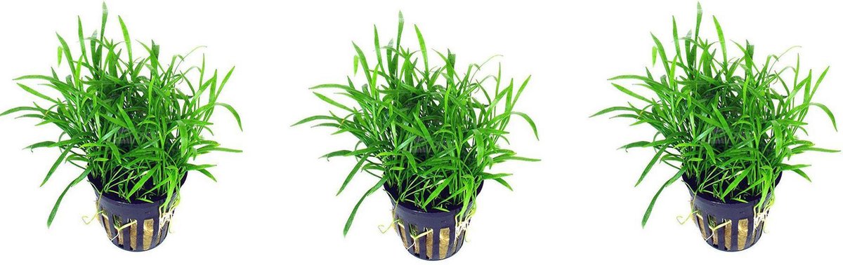 Levende aquariumplant Lilaeopsis novea zalandia  per 3 stuks