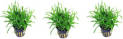 Levende aquariumplant Lilaeopsis novea zalandia  per 3 stuks