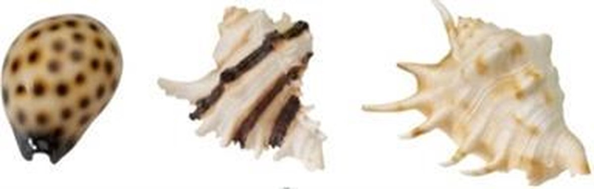 Ebi Decor Zeeschelpen 8.5-10 cm Assorti