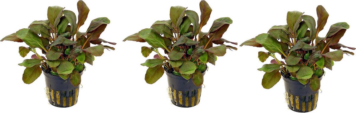 Levende aquariumplant Lobelia cardinalis 5 cm pot per 3 stuks