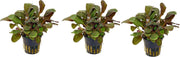 Levende aquariumplant Lobelia cardinalis 5 cm pot per 3 stuks