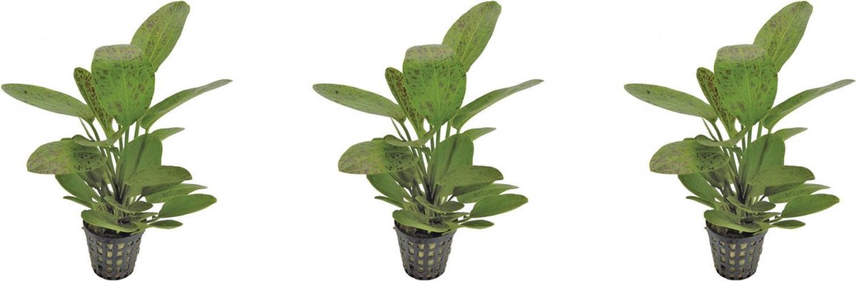 Levende aquariumplant - Echinodorus ozelot - groen - 5 cm pot per 3 stuks
