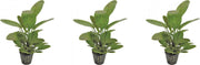 Levende aquariumplant - Echinodorus ozelot - groen - 5 cm pot per 3 stuks