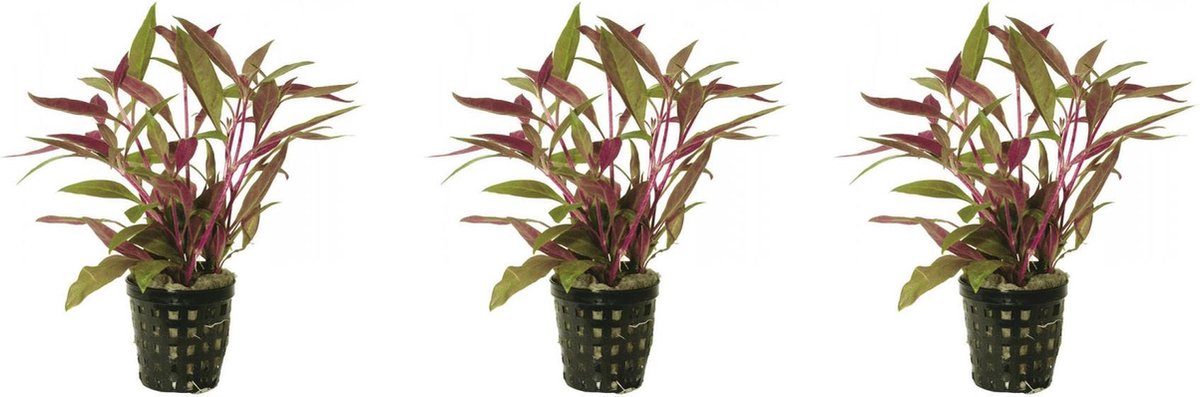 Levende aquariumplant althernanthera rosaefolia 5cm pot - per 3 stuks
