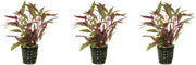 Levende aquariumplant althernanthera rosaefolia 5cm pot - per 3 stuks