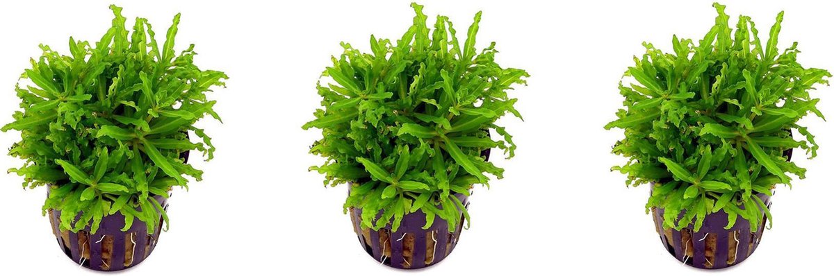 Levende aquariumplant pogostemon helferi 5cm pot per 3 stuks