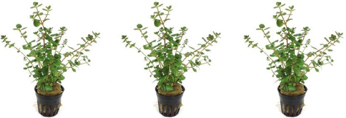 Levende aquariumplant Rotala rotundifolia 5 cm pot per 3 stuks