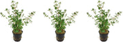 Levende aquariumplant Rotala rotundifolia 5 cm pot per 3 stuks
