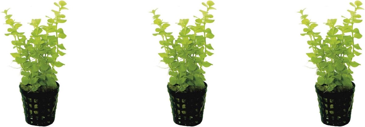 Levende aquariumplant - lysimachia nummuralia - 5 cm pot per 3 stuks