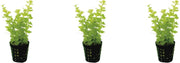 Levende aquariumplant - lysimachia nummuralia - 5 cm pot per 3 stuks