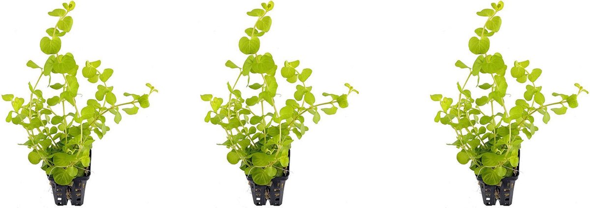 Levende aquariumplant lysimachia nummuralia aurea 5 cm pot per 3  stuks