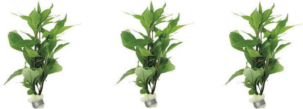 Levende planten Nomaphila stricta per 3 stuks