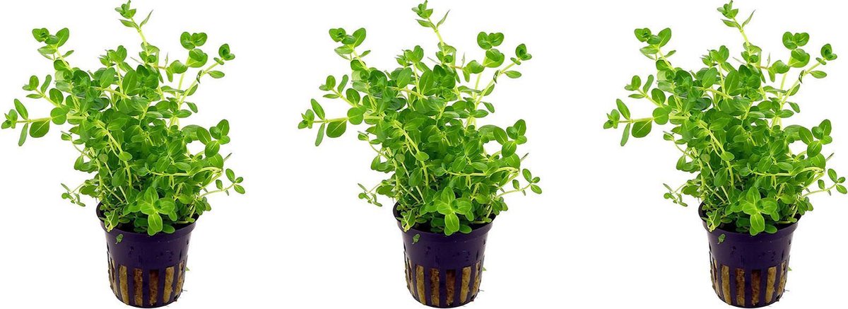 Levende aquariumplant Rotala indica 5 cm pot per 3 stuks