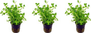 Levende aquariumplant Rotala indica 5 cm pot per 3 stuks