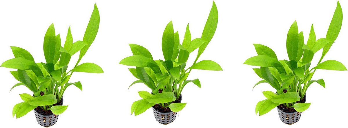 Levende aquariumplant Echinodorus amazonicus 5cm pot per 3 stuks