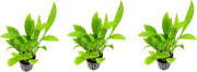Levende aquariumplant Echinodorus amazonicus 5cm pot per 3 stuks