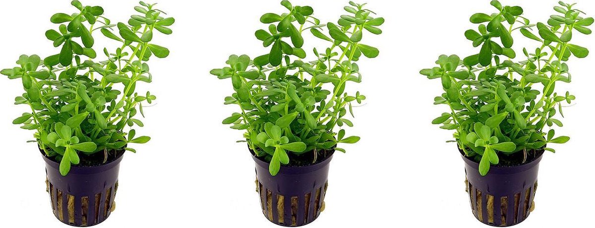 Levende aquariumplant Bacopa Monerii 5 cm pot per 3 stuks