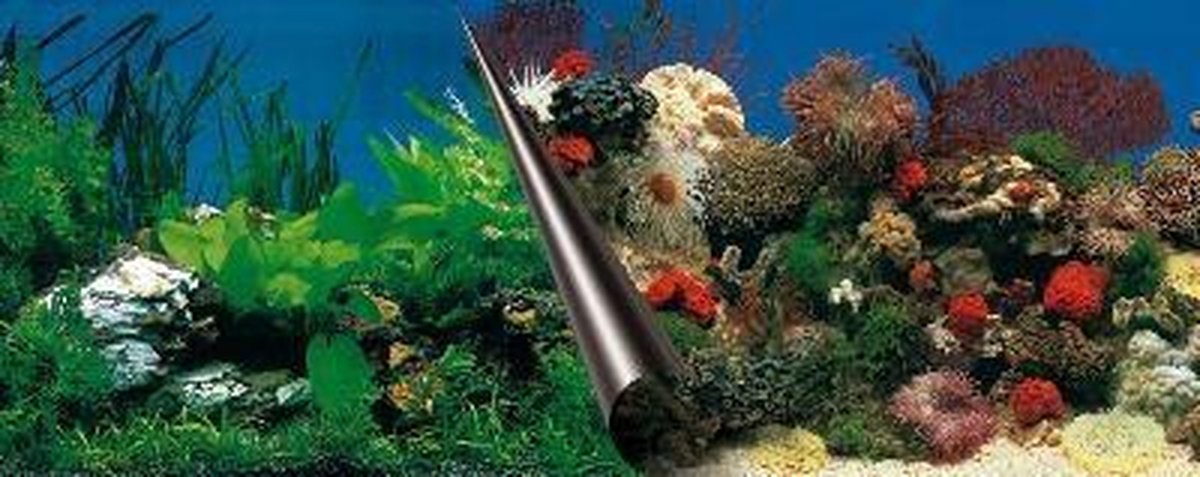 Europet Foto Achterwand Stone+coral 80x40 cm