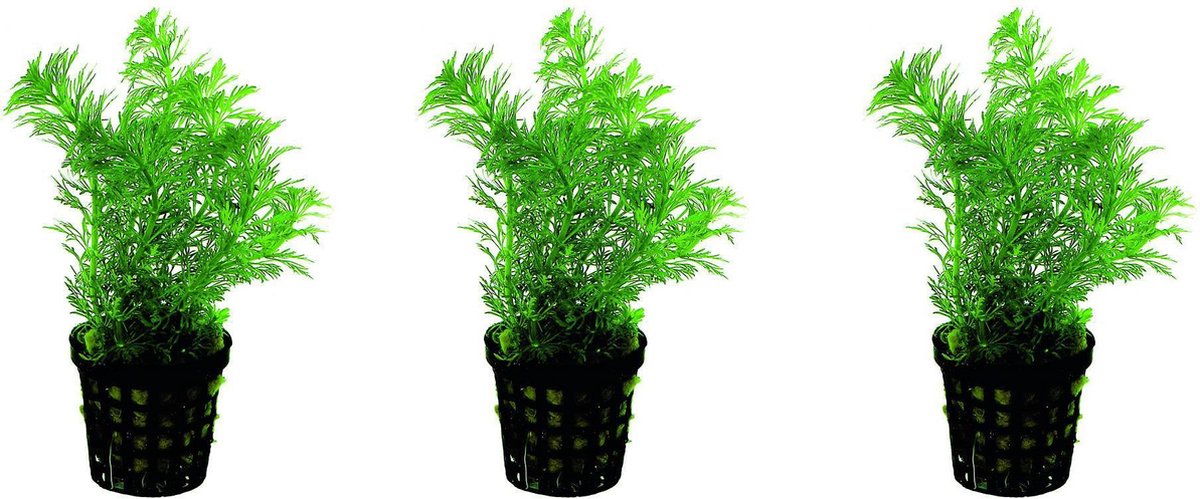 Levende planten Limnophila heterophylla per 3 stuks