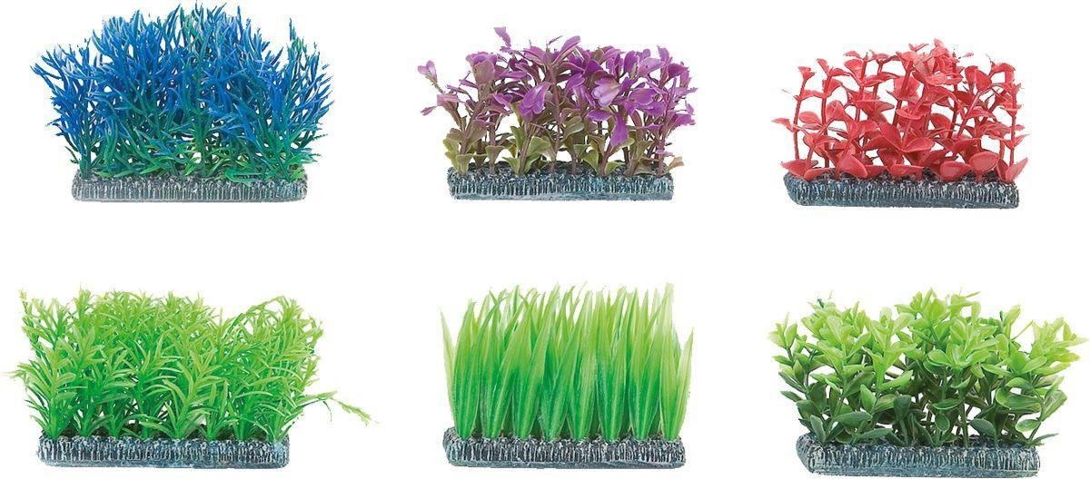 Aquarium plant Voorgrond - +/- 8