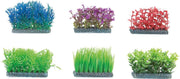 Aquarium plant Voorgrond - +/- 8