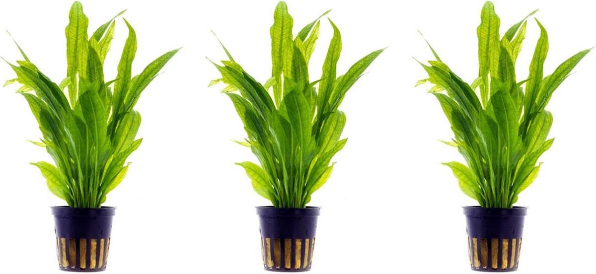 Levende aquariumplant Echinodorus Bleheri 5cm pot per 3 stuks