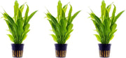 Levende aquariumplant Echinodorus Bleheri 5cm pot per 3 stuks