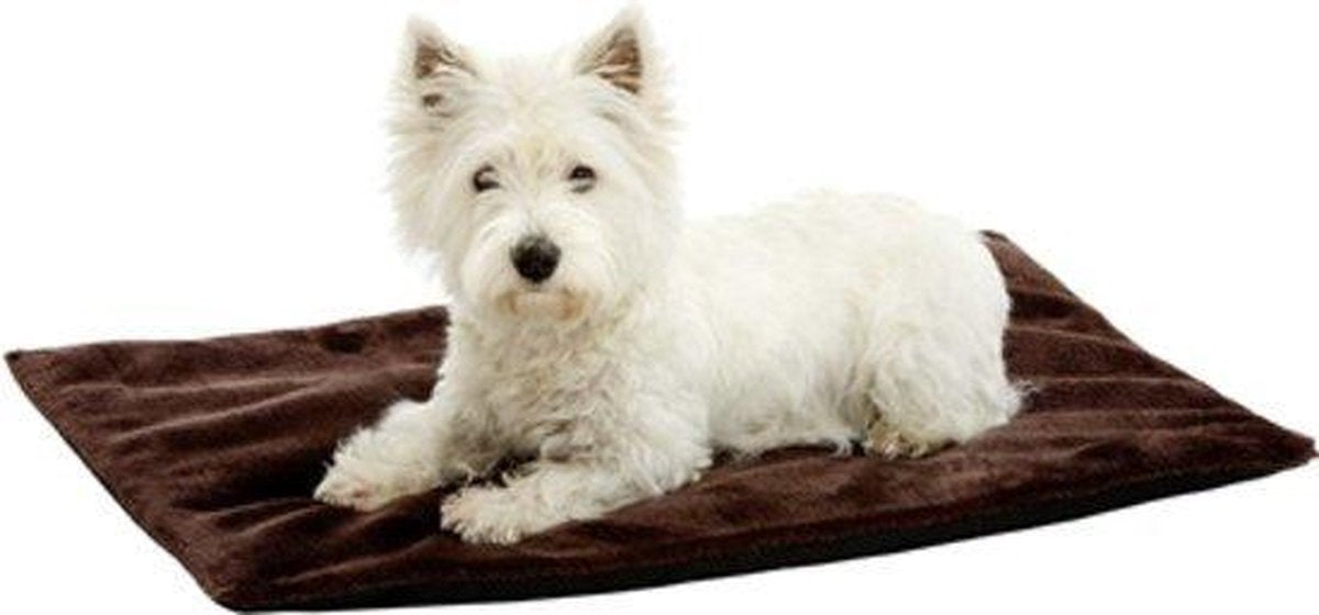 Dog blanket isolated brown