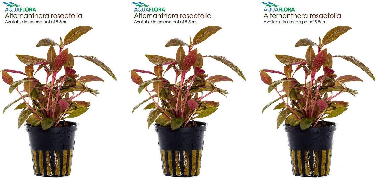 Levende aquariumplant alternanthera rosae mini 5 cm pot - per 3 stuks