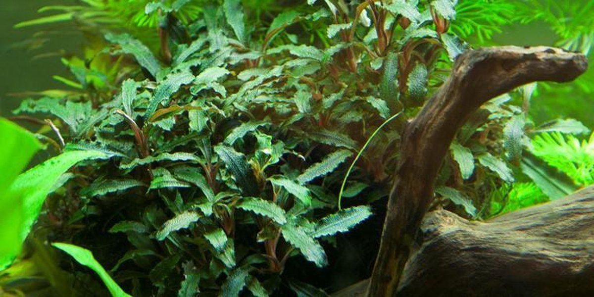 Tropica Bucephalandra sp. red