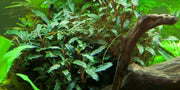 Tropica Bucephalandra sp. red