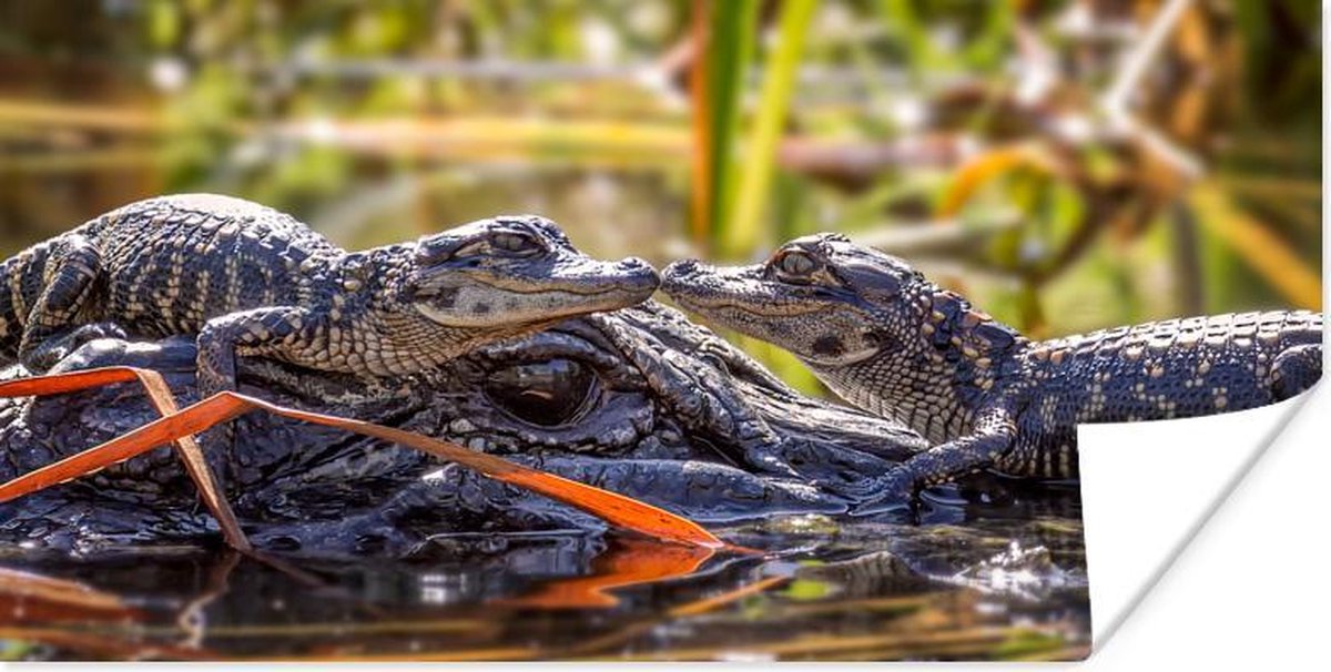 Poster - Baby alligators bij hun moeder - 150x75 cm