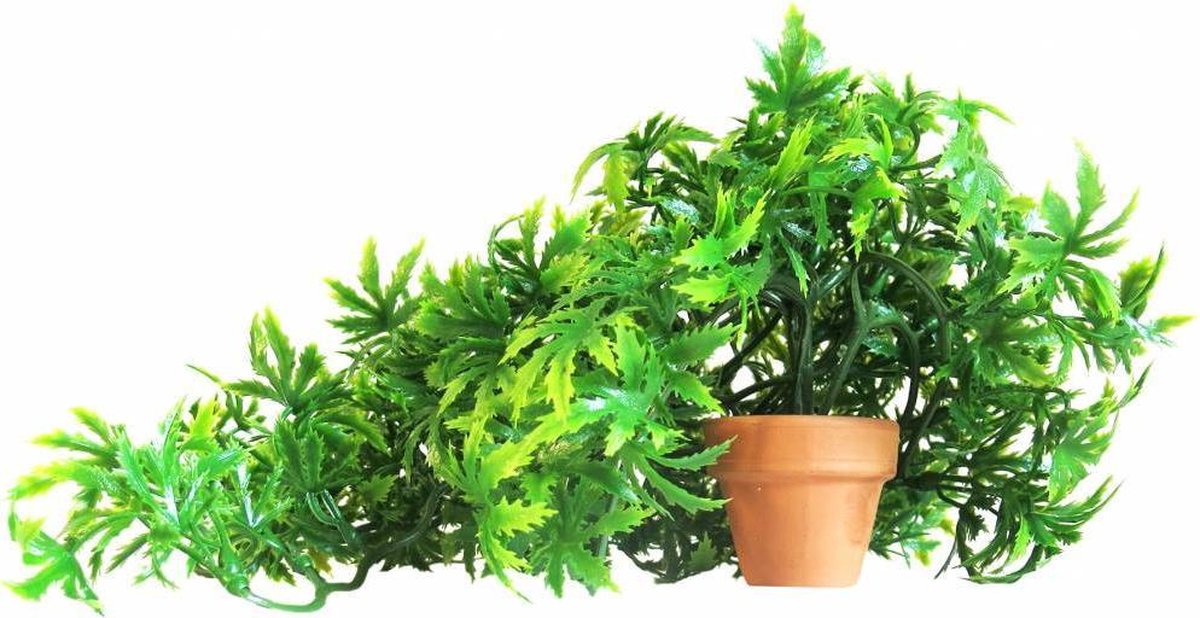 Sydeco florida vivarium 30cm