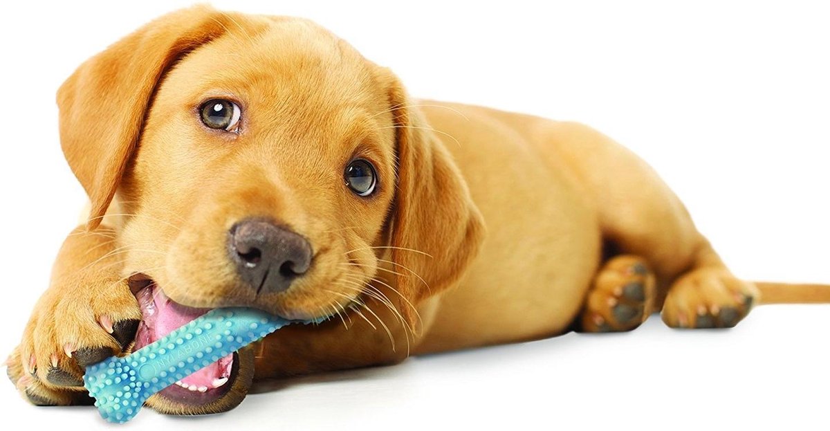 Puppy kauwbot voor wisselgebit met kipsmaak- Nylabone - In roze of blauw - X-small - Blauw