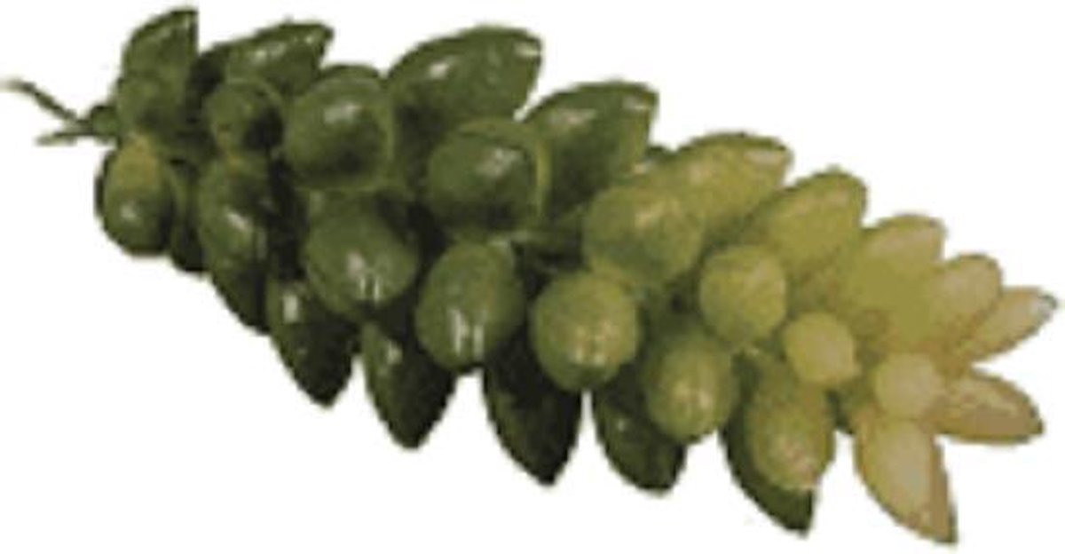 rayer 55750000 crassula 2