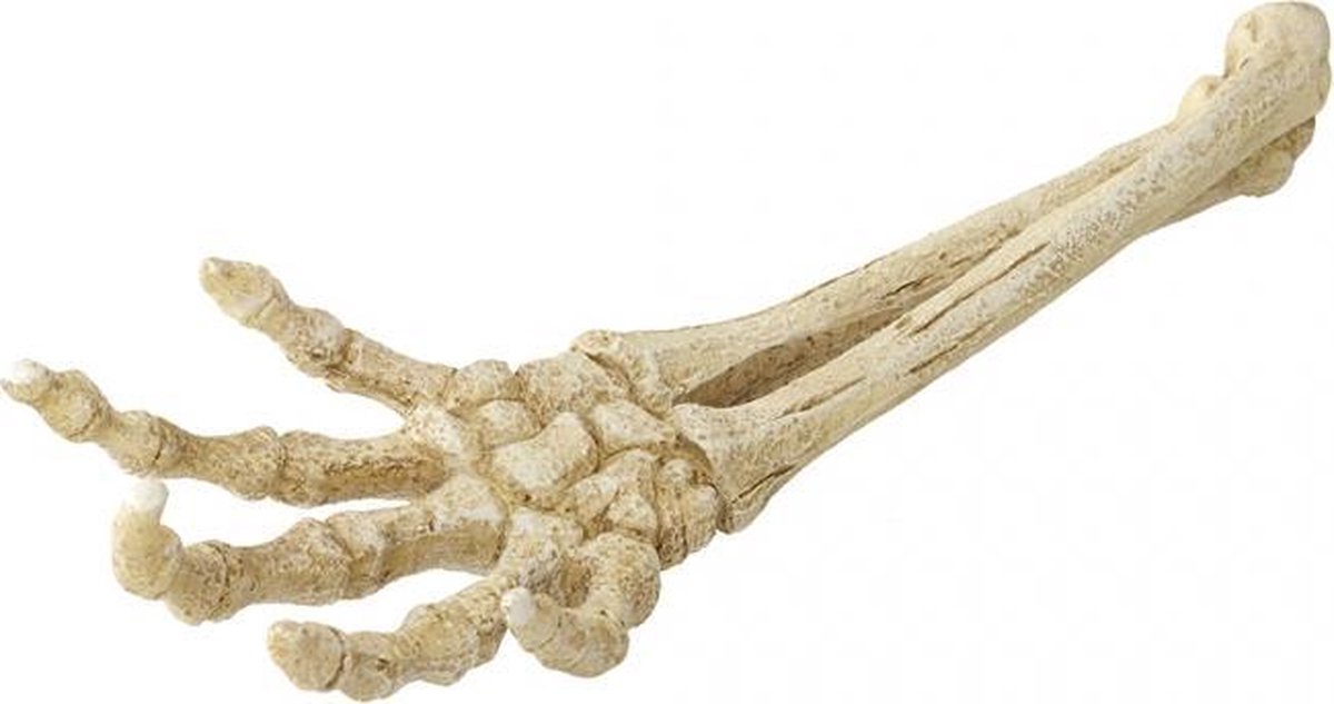 Auqa Della Skelet hand 26