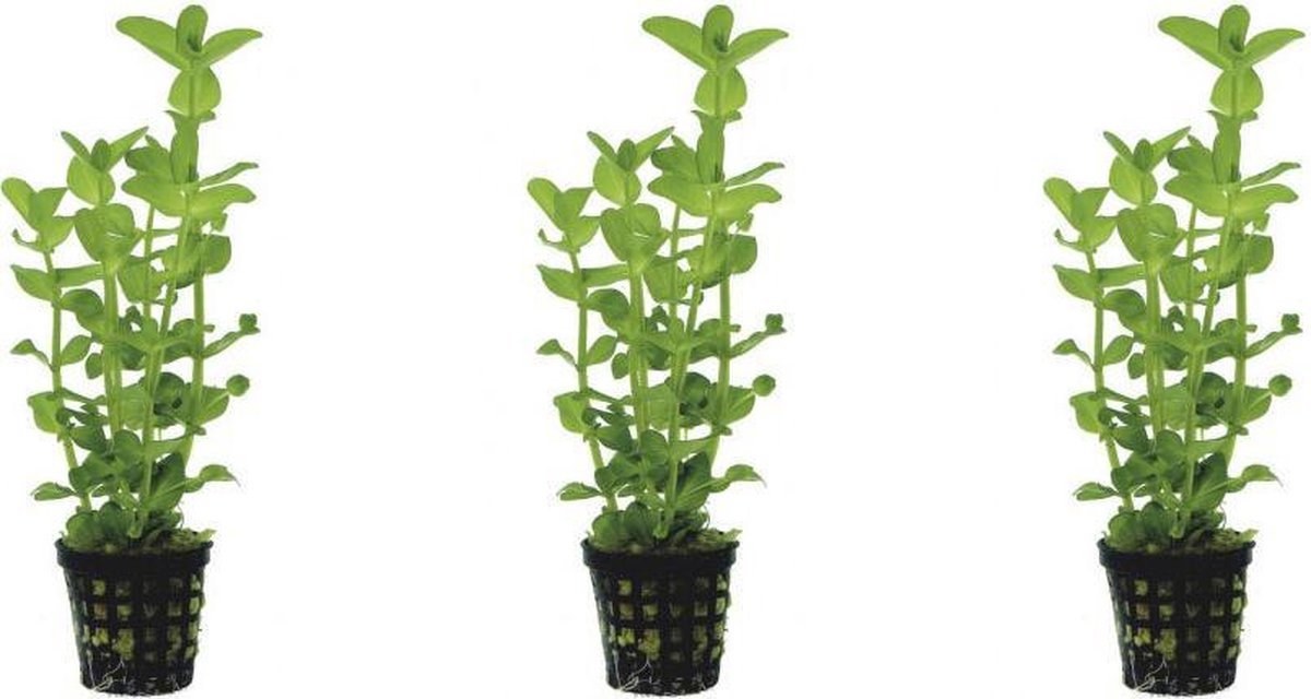Levende aquariumplant Bacopa Amplexicaulus 5 cm pot per 3 stuks