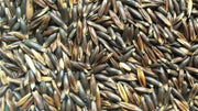 Zwarte Haver Garvo 20kg