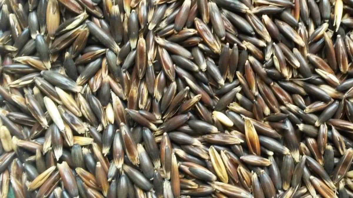 Zwarte Haver Garvo 20kg