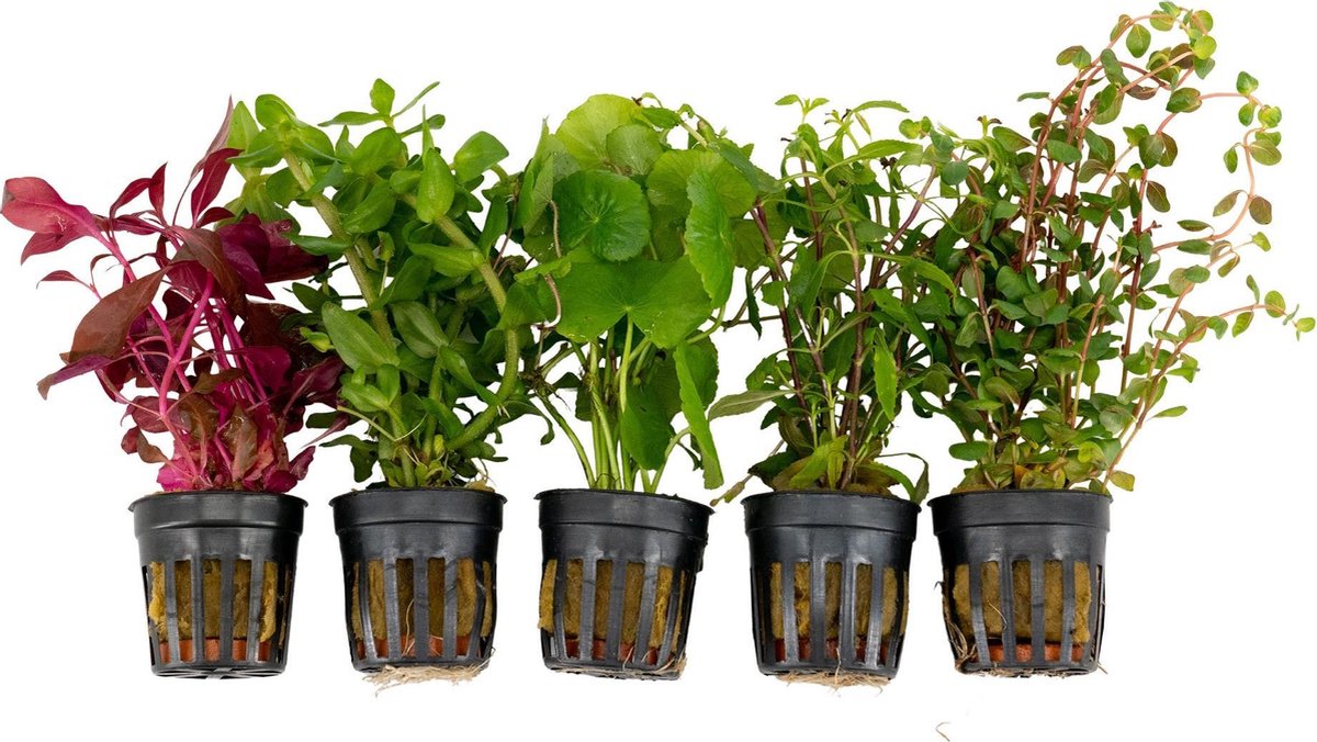5x Aquariumplanten - Mix 'Flitsend Fris' - Aquarium planten levend - ↑ 15 cm - Pot-Ø 5 cm
