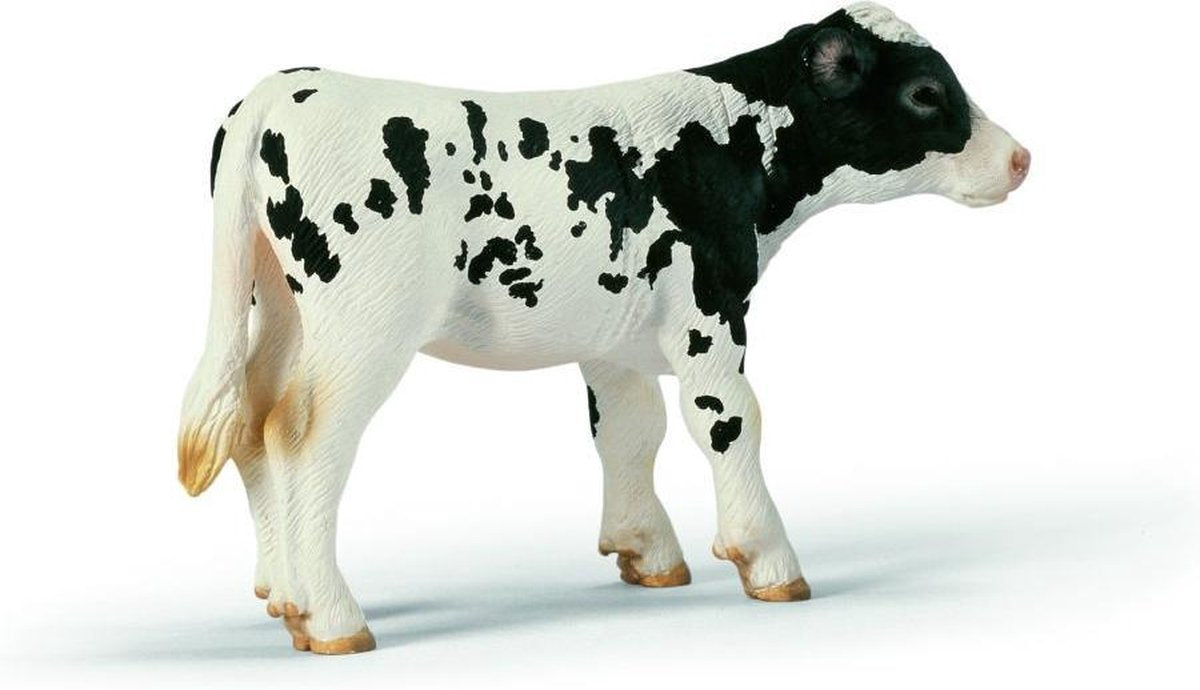 Holstein Kalf