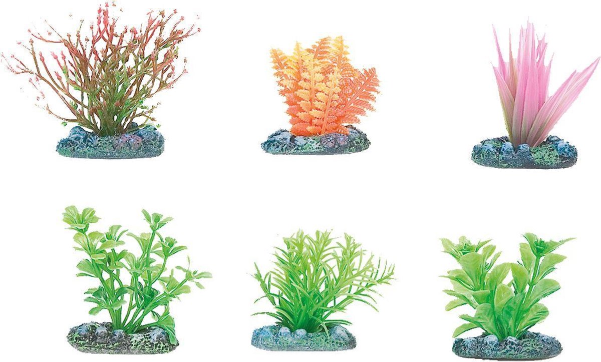 Aquarium plant Voorgrond - +/- 5 x 5 cm