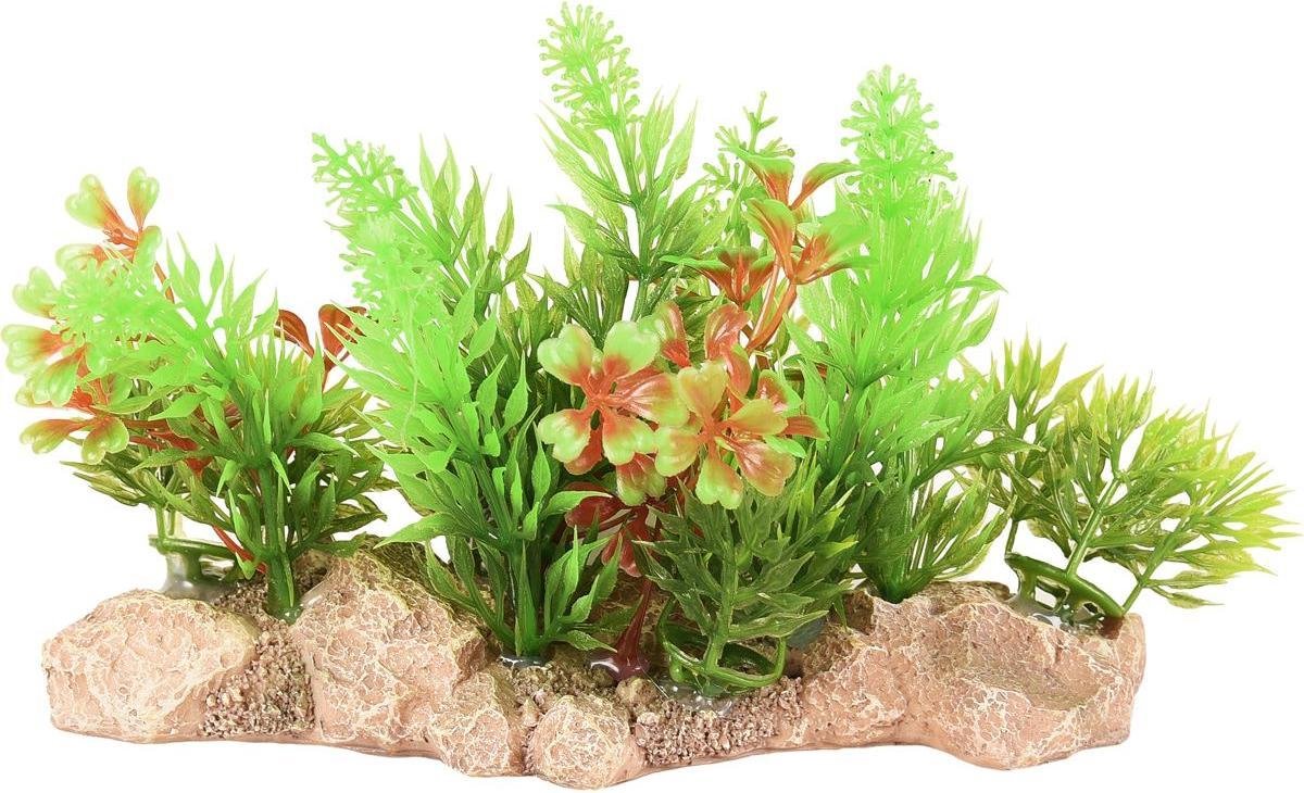 Aquarium plant Umbra -  15 x 7 x 10 cm