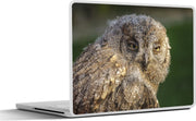 Laptop sticker - 10.1 inch -  een dwergooruil met een onscherpe achtergrond